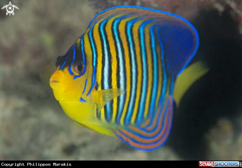 A imperatorkaiserfish