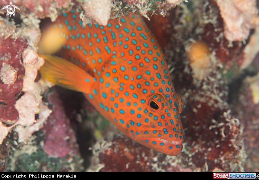 A Grouper