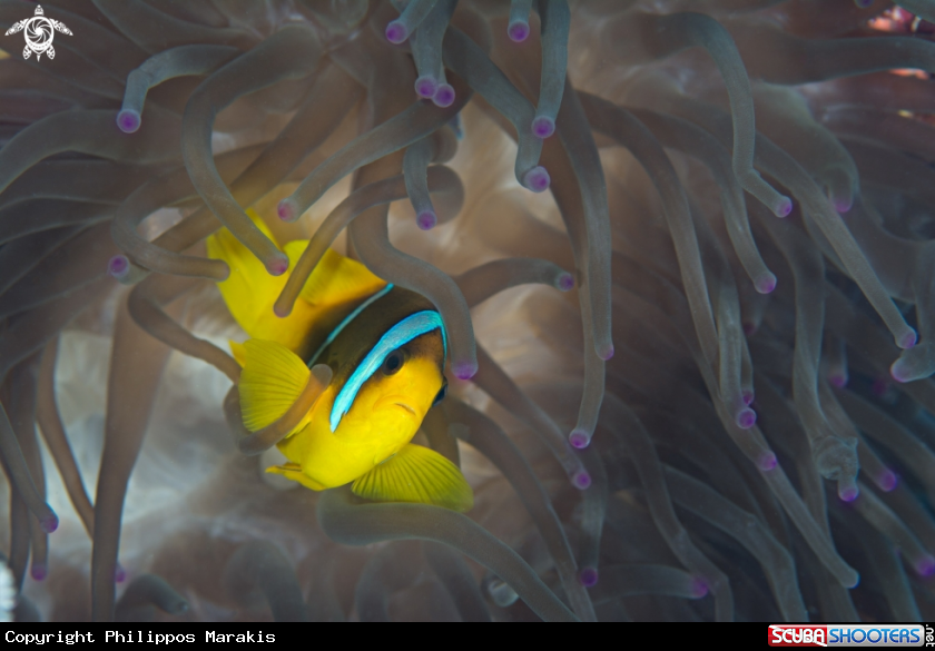 A clownfish