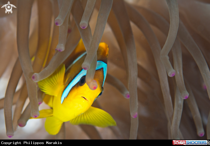 A clownfish 