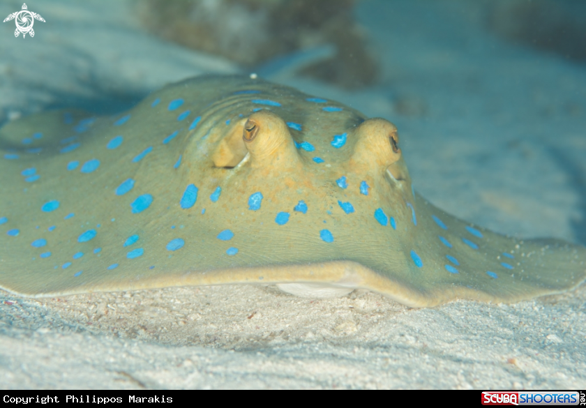 A Stingray