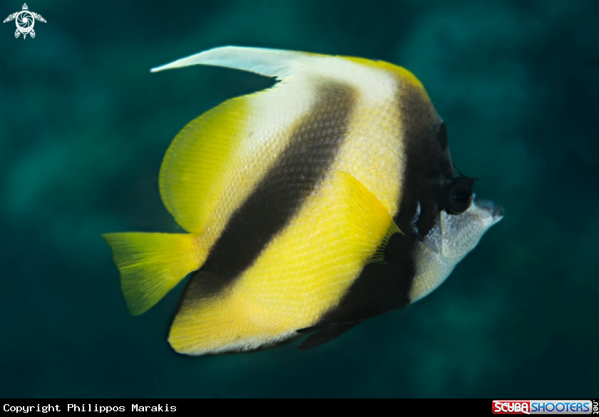A Wimple Fish