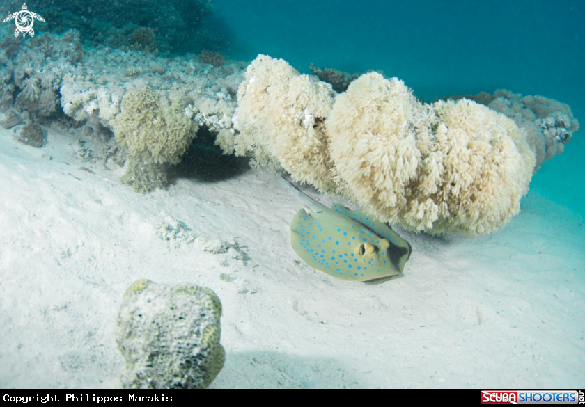 A Stingray