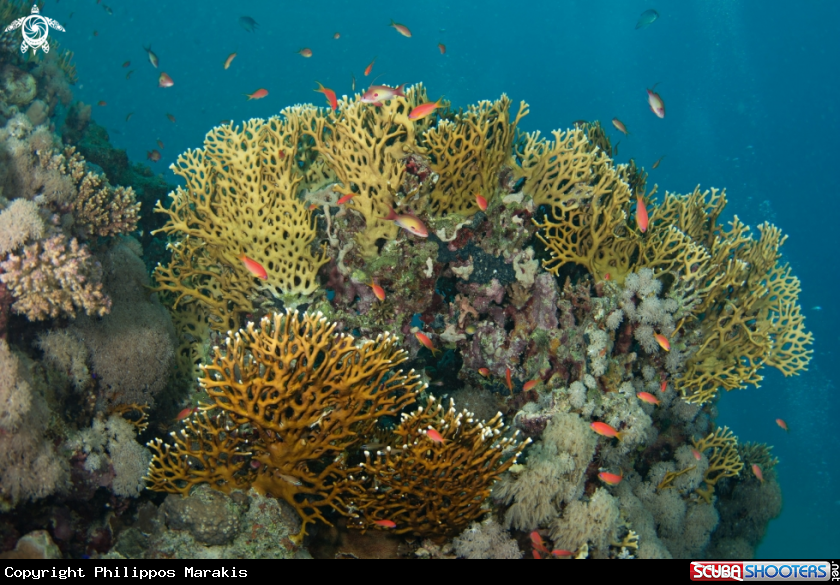 A Reef