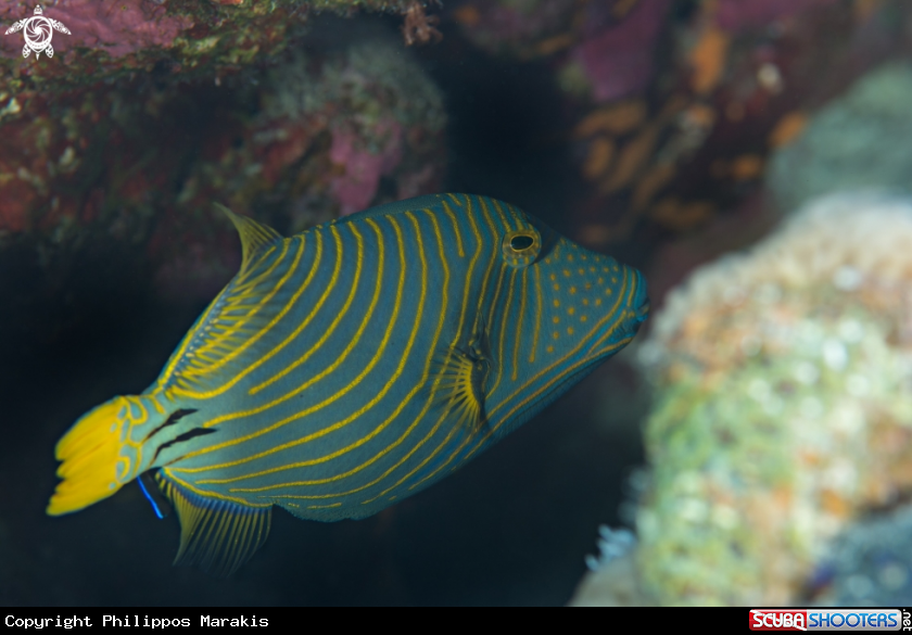 A triggerfish