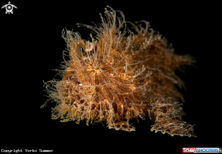 A Hairy Frogfish