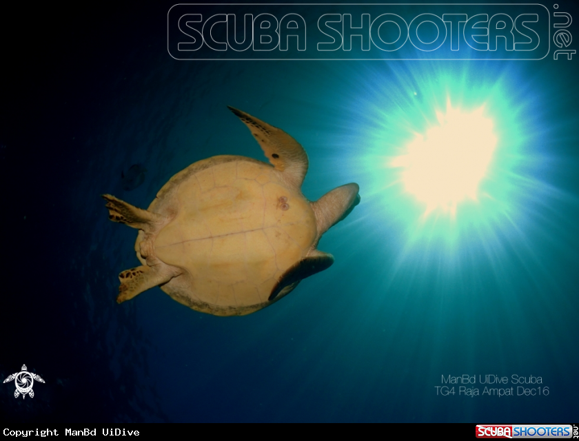 A Turtle