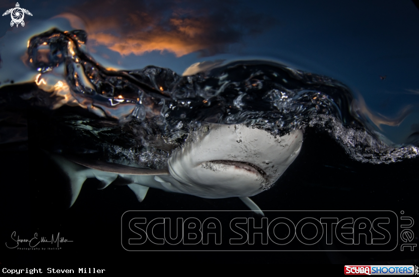A Reef shark