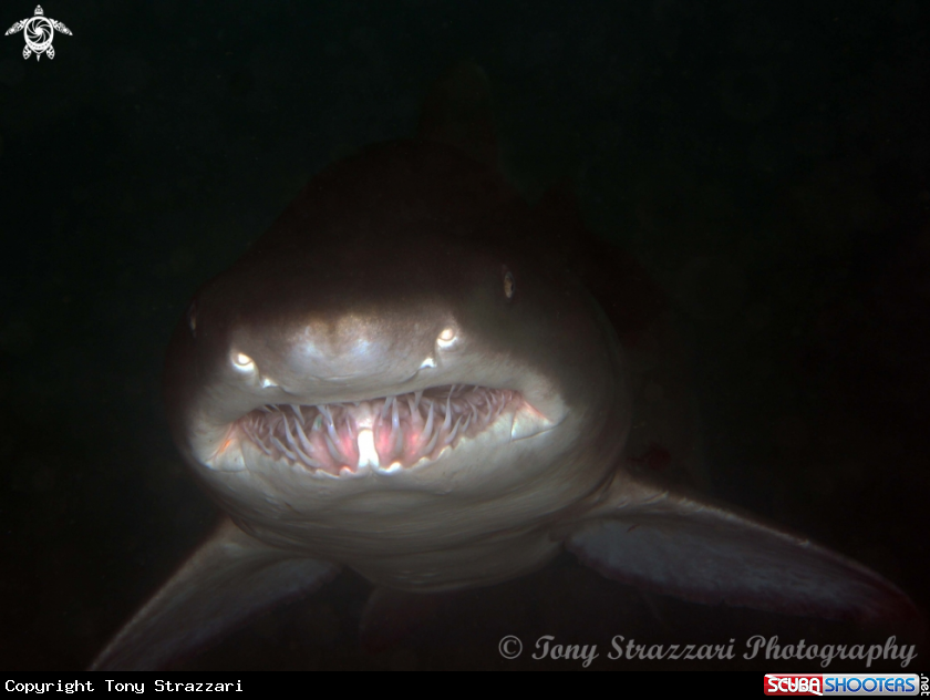 A Grey Nurse Shark