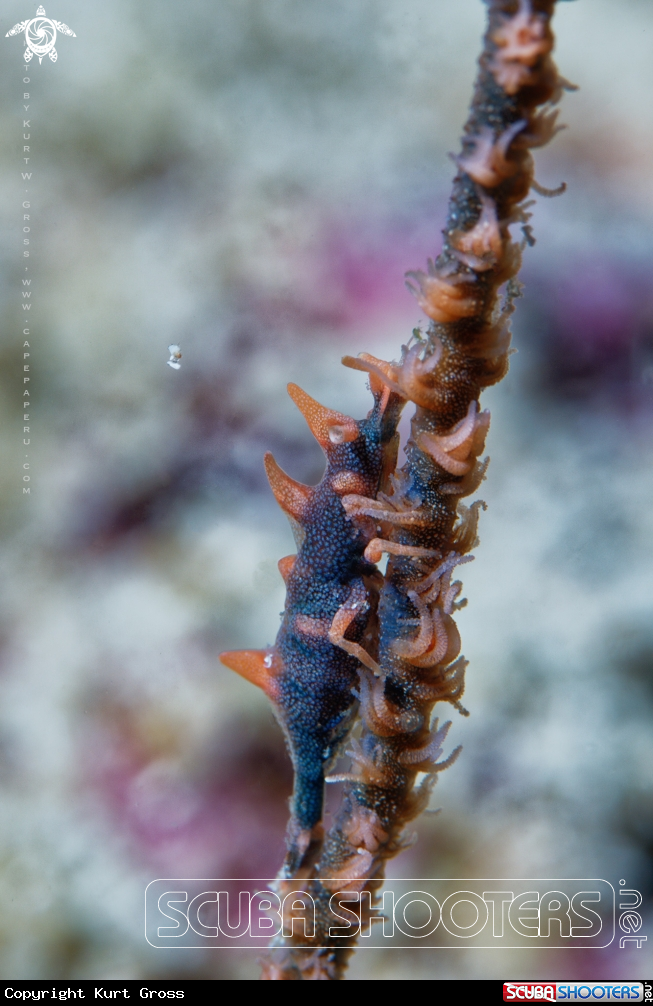 A Dragon shrimp