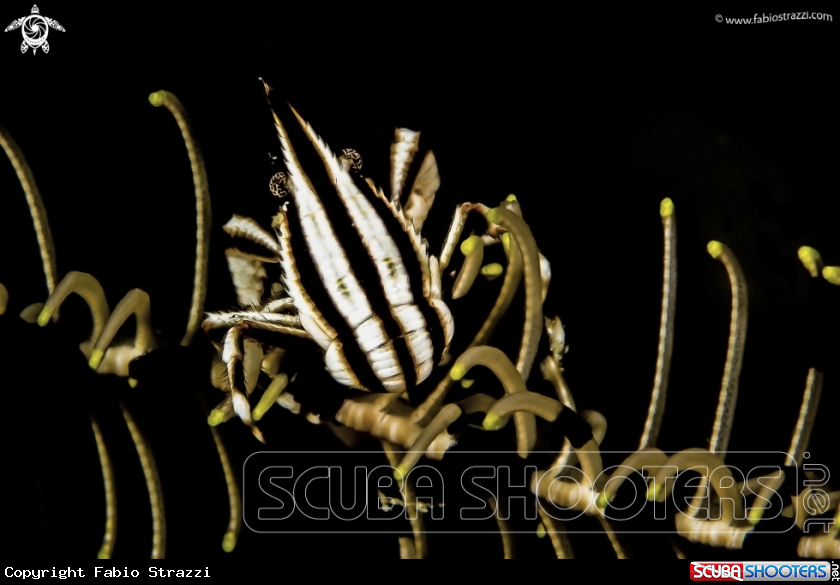 A underwater creature