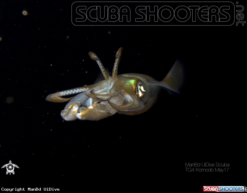 A Squid