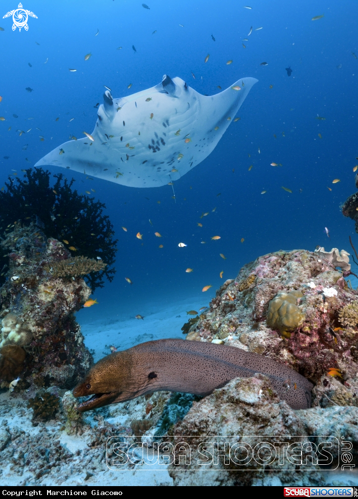 A Manta and murena