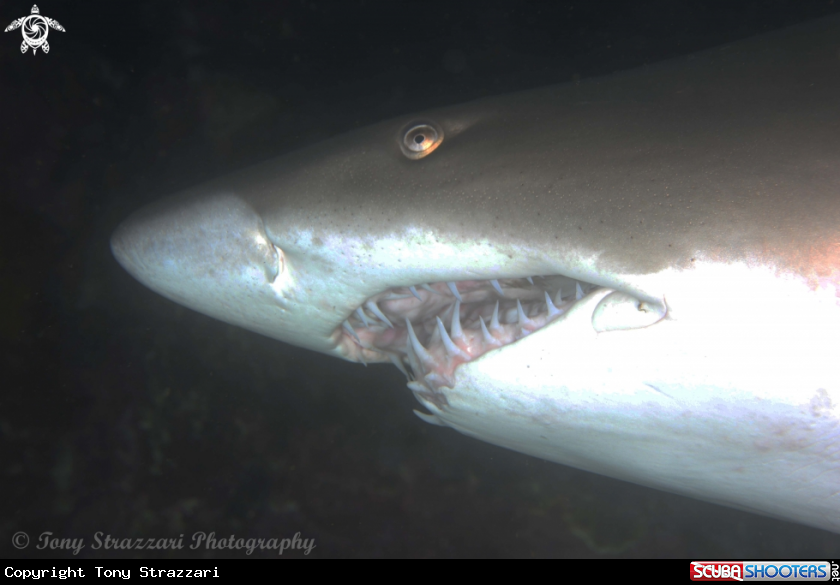 A Grey Nurse Shark