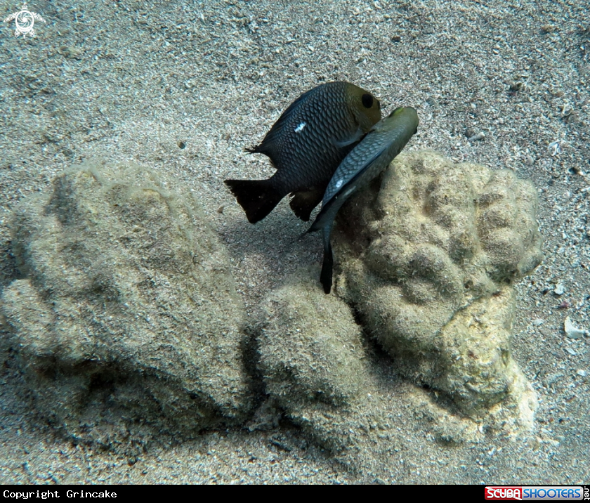 A Mating