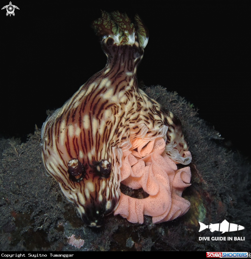 A Jorunna rubescens