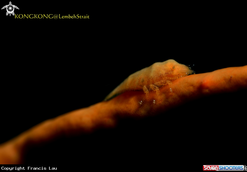 A Cryptic Spongy Shrimp