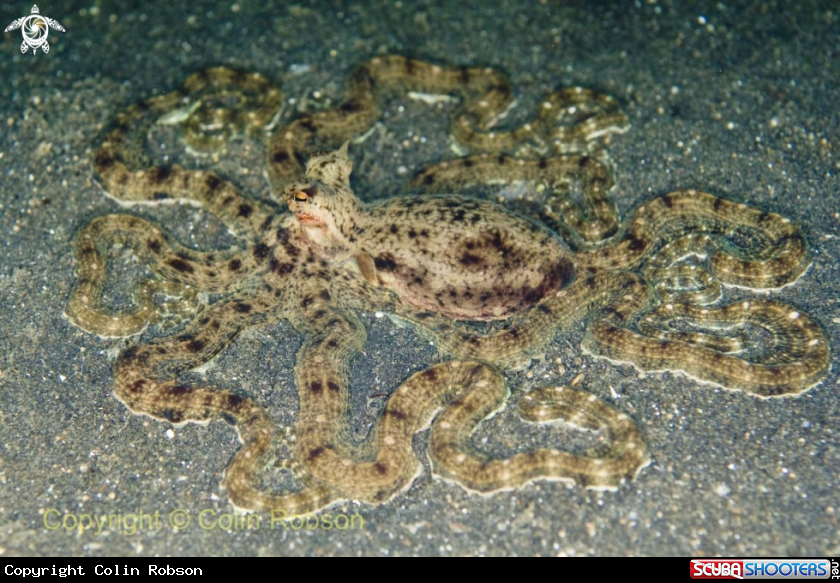 A mimic octopus 