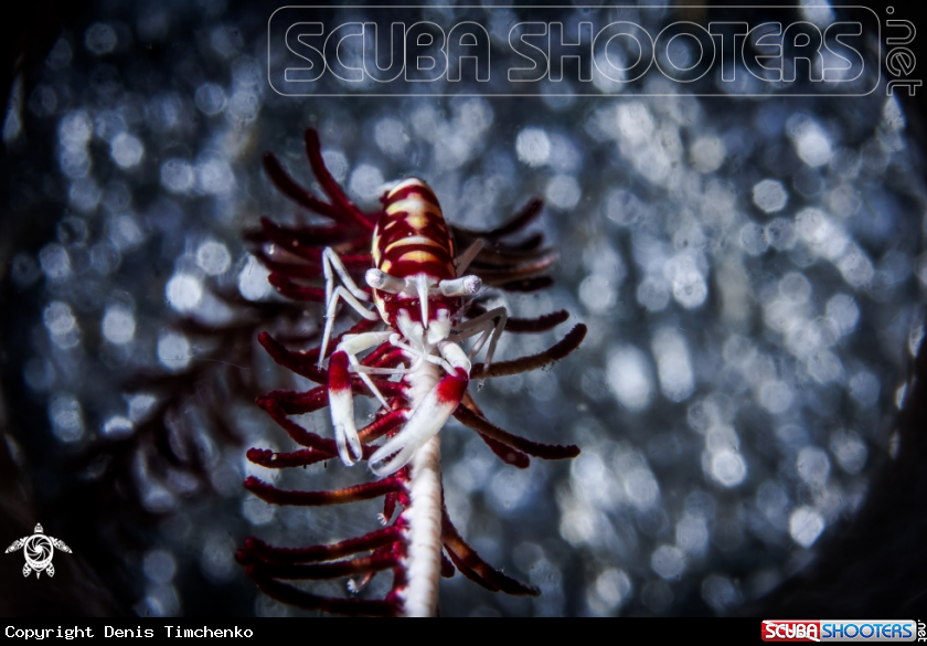 A ARTHROPODS