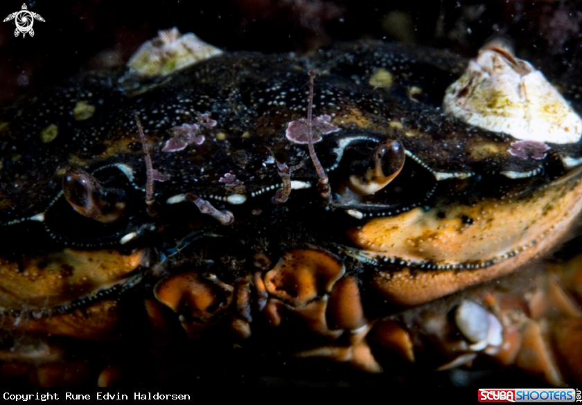 A Shore crab