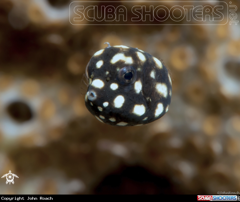 A Smooth Trunk Fish