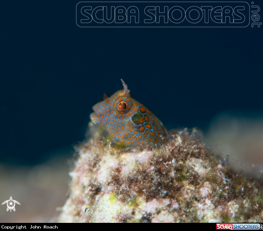 A Tessellatted Blenny