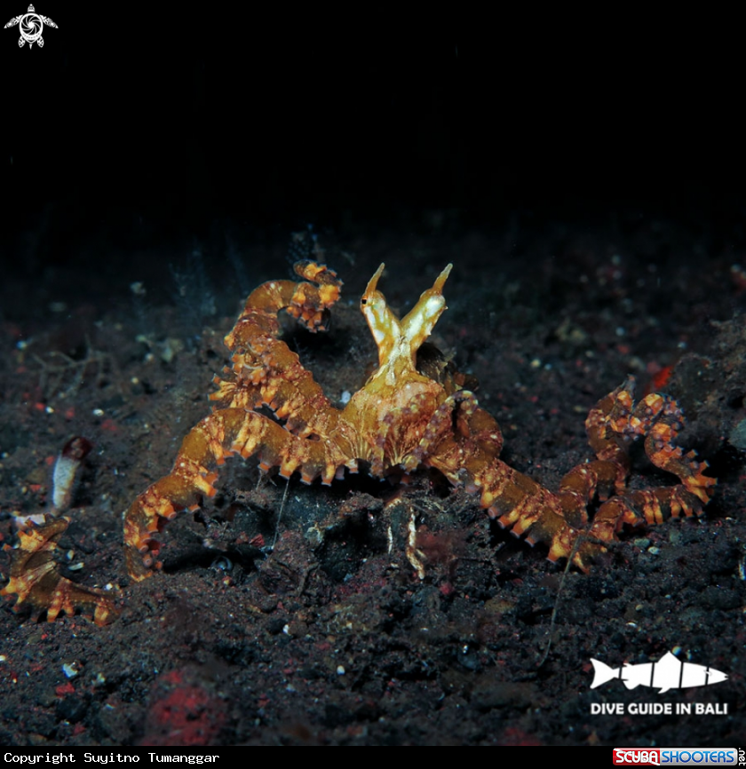 A Mimic Octopus