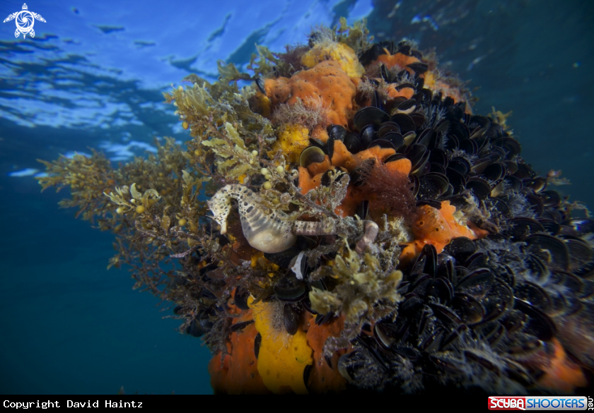 A Seahorse