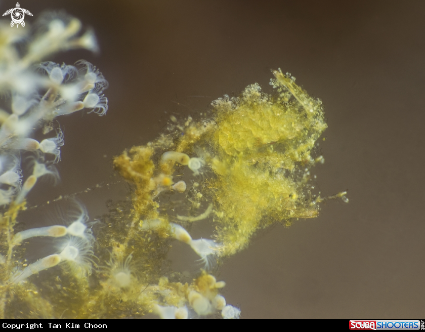 A Algae Shrimp