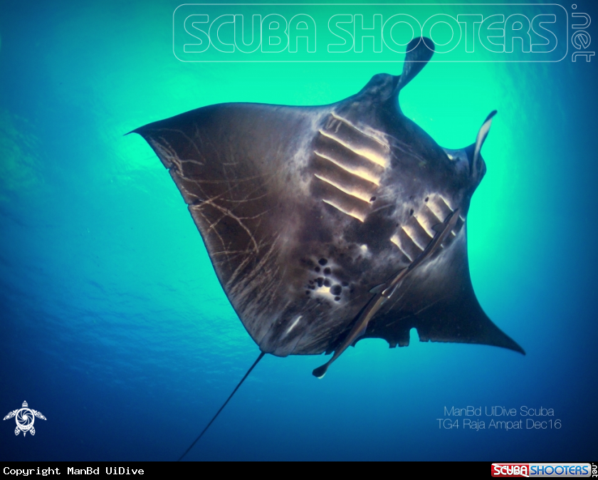 A Manta