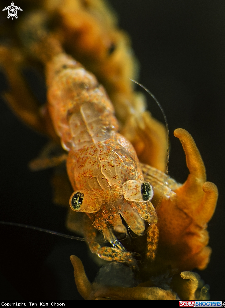 A Basket Star Shrimp