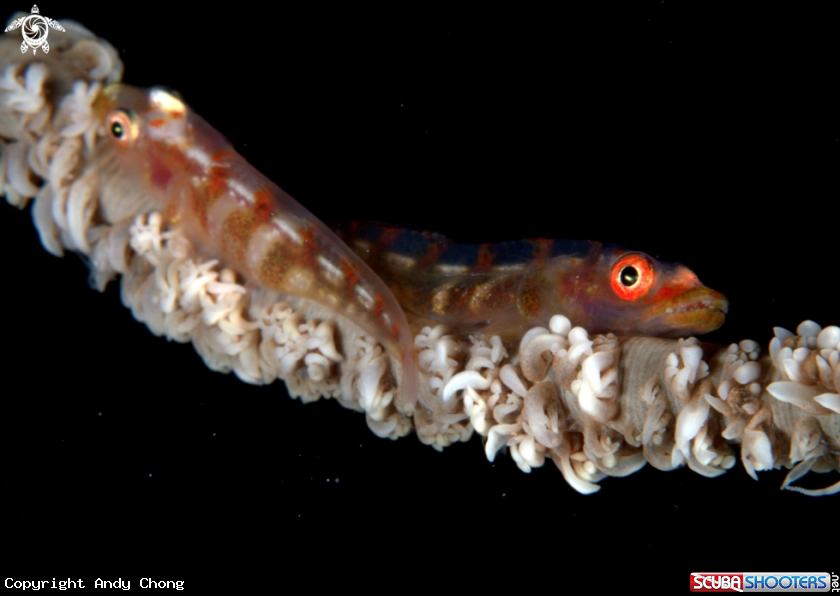A underwater creature