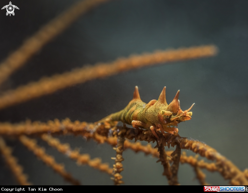 A Dragon Shrimp