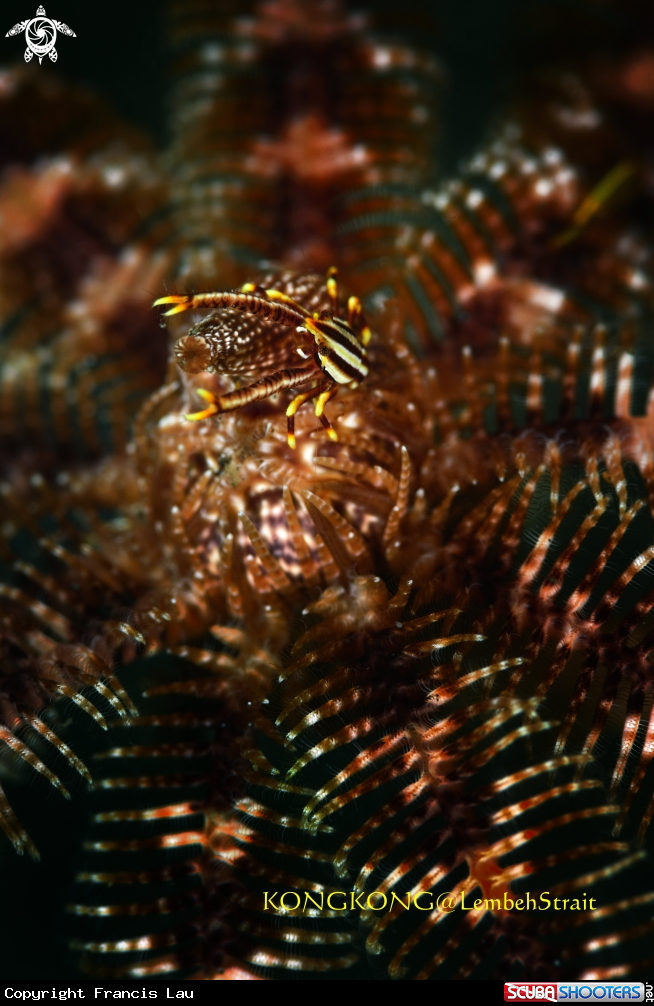 A Squat Lobster