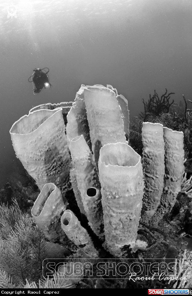 A Sponge