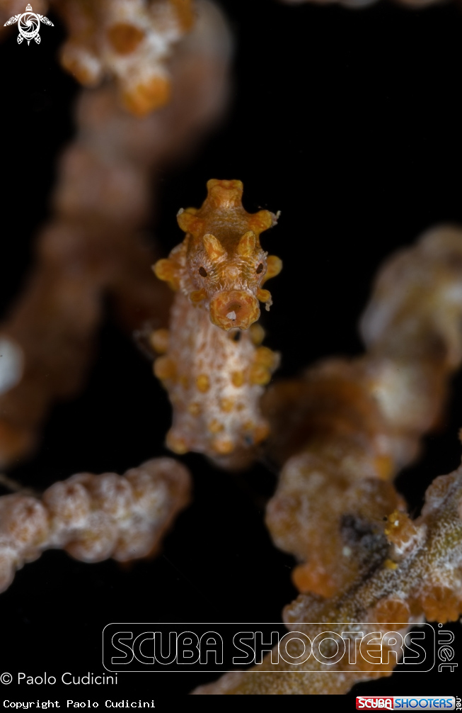 A Pygmy Seahorse