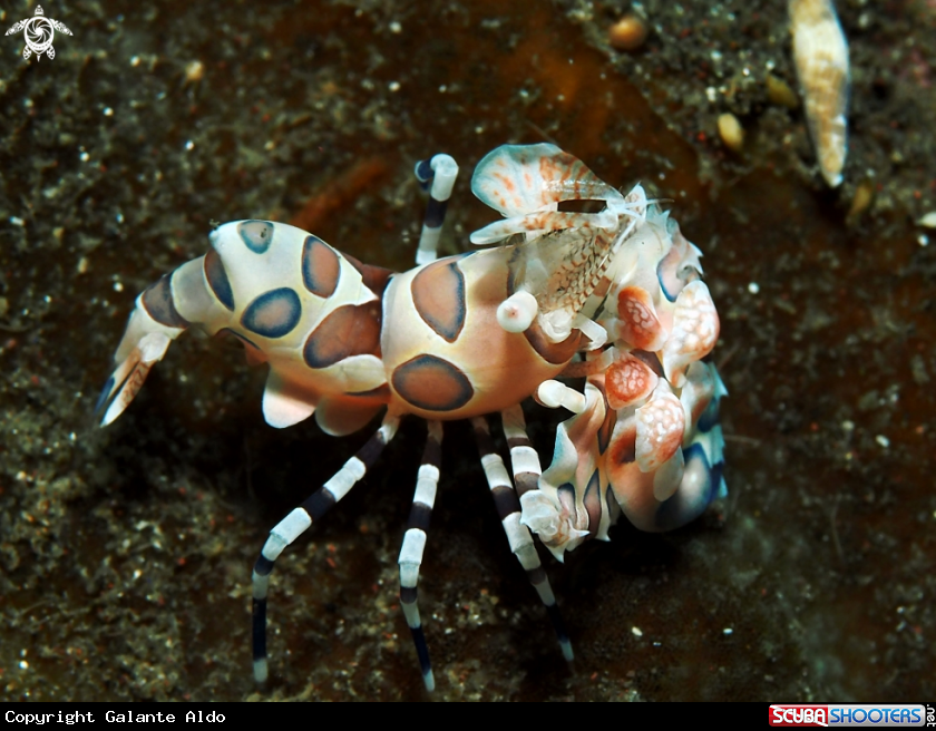 A Harlequin Shrimp