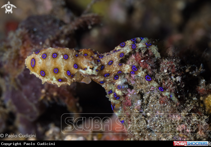 A Blue-Ringed Octopus