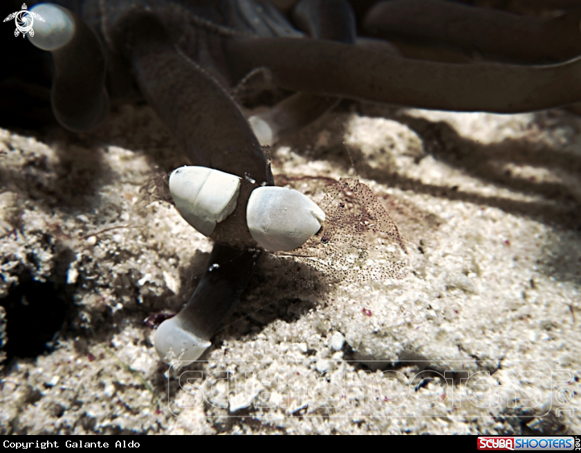 A Commensal Anemone Shrimp