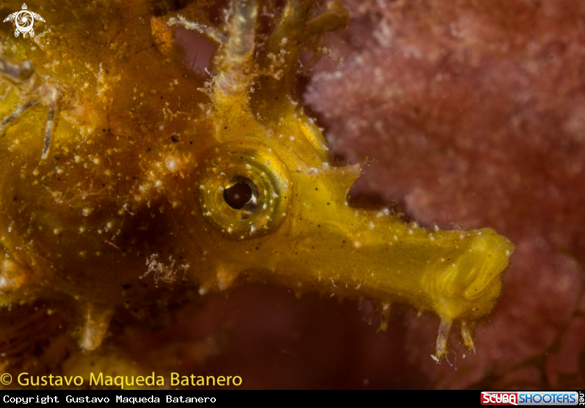A Seahorse portrait