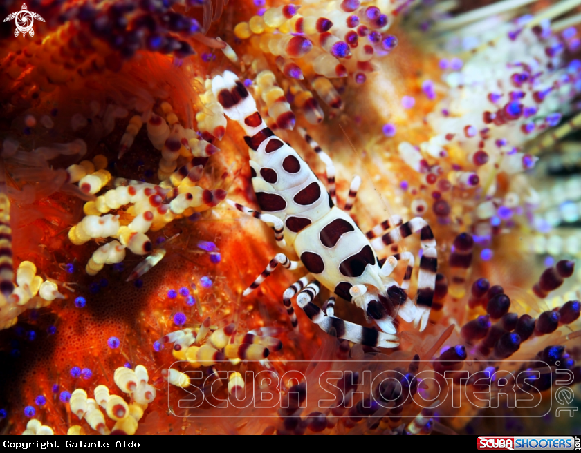 A Coleman Shrimp