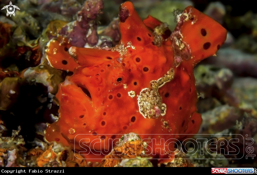 A Frogfish