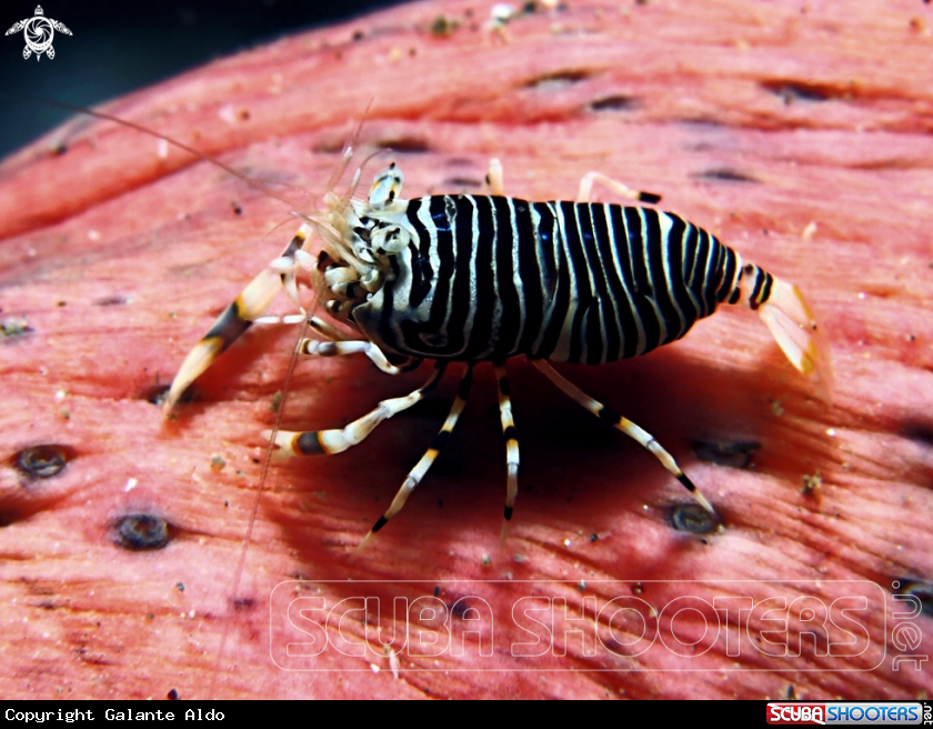 A Stripped Bumblebee Shrimp