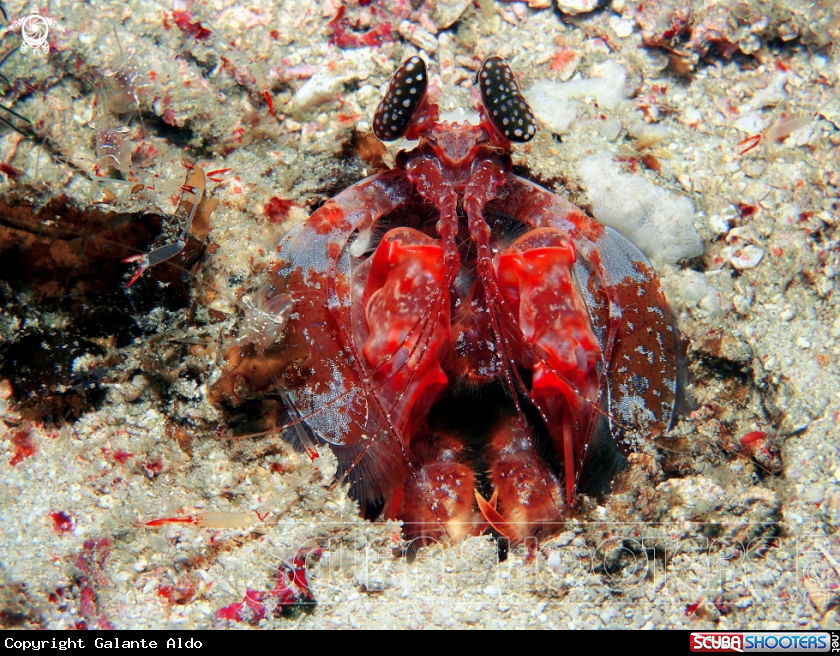 A Spearing Mantis Srimp