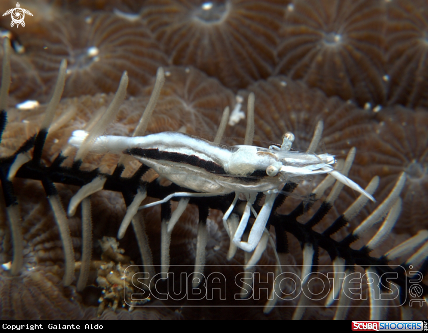 A Crinoid Shrimp
