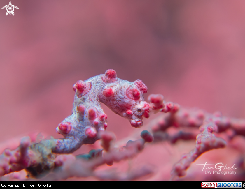 A Pygmy Seahorse