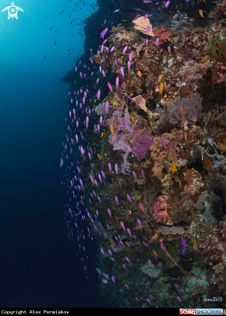 A Reef