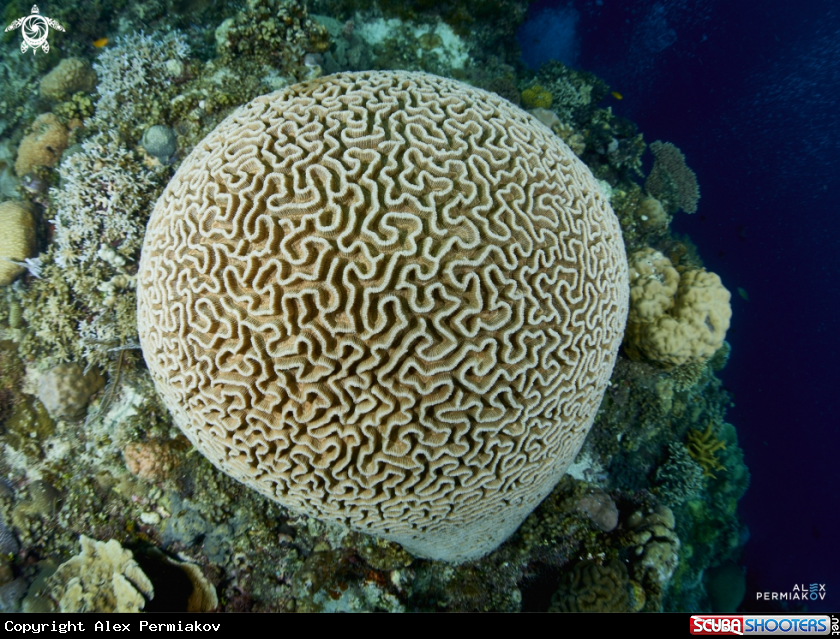 A Coral