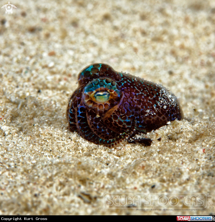 A Boptail Squid