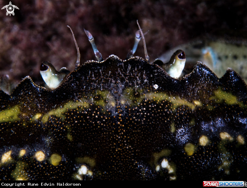 A Shore crab